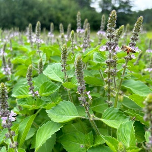 Dried Tulsi Holy Basil 8 oz. Ocimum africanum image 1