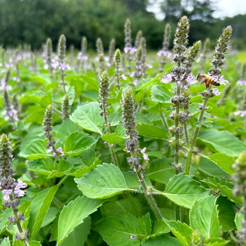 Dried Tulsi Holy Basil 8 oz. Ocimum africanum image 1