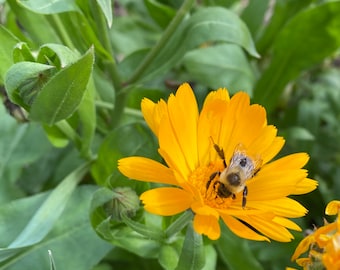 Dried Calendula - 1/2 oz. Calendula officinalis