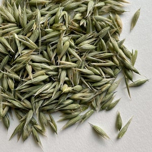 Organic Dried Milky Oats Tops – Avena Sativa - Bulk Herbs - Herbal Tea bild 4