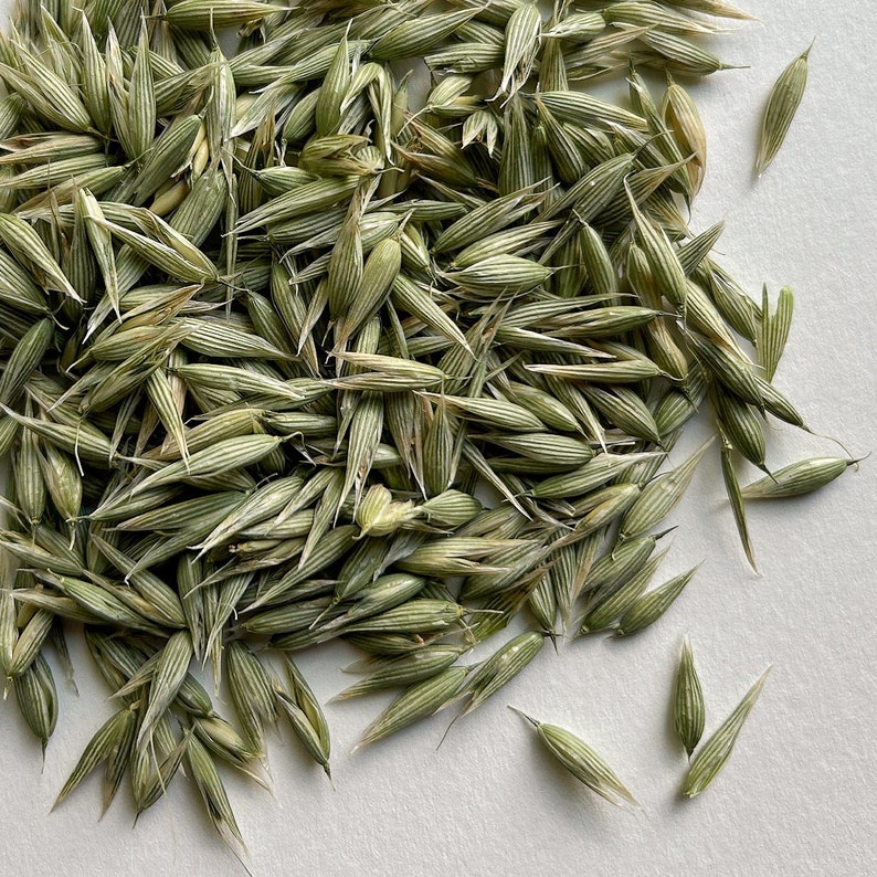 Organic Dried Milky Oats Tops – Avena Sativa - Bulk Herbs - Herbal Tea bild 4