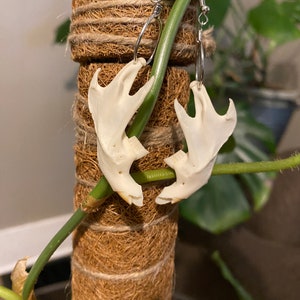 Muskrat Jaw Bone Earrings