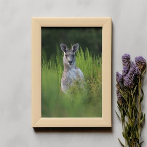 Australian Photography, Grey Kangaroo Photograph Nativ, Art, Australian Nature, Kangaroo Animal, Blue Mountains Australia, DIGITAL ART, file