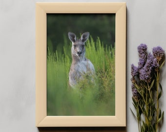 Australian Photography, Grey Kangaroo Photograph Nativ, Art, Australian Nature, Kangaroo Animal, Blue Mountains Australia, DIGITAL ART, file