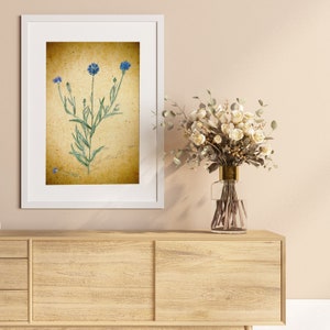Vintage Cornflower Bloom: Botanical Illustration