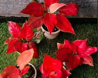 Aglonima collections live indoor plants Jaipong Red Aglonima