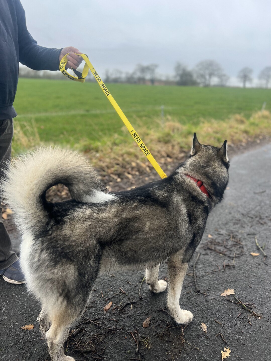 Hundeleine Mit Aufdruck „I Need Space“ / „In Training“ – 150 Cm, 3,3 Cm Breit – Für ängstliche Oder Trainierende Hunde