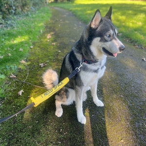 May include: A black and white husky dog sitting on a path with a yellow leash that reads "I need space". The dog is wearing a red collar and looking to the right.