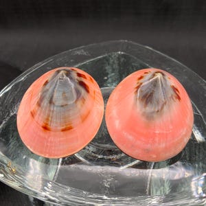 Vintage Pink Shell Earrings, Boho Accessories, Coastal Fashion image 6