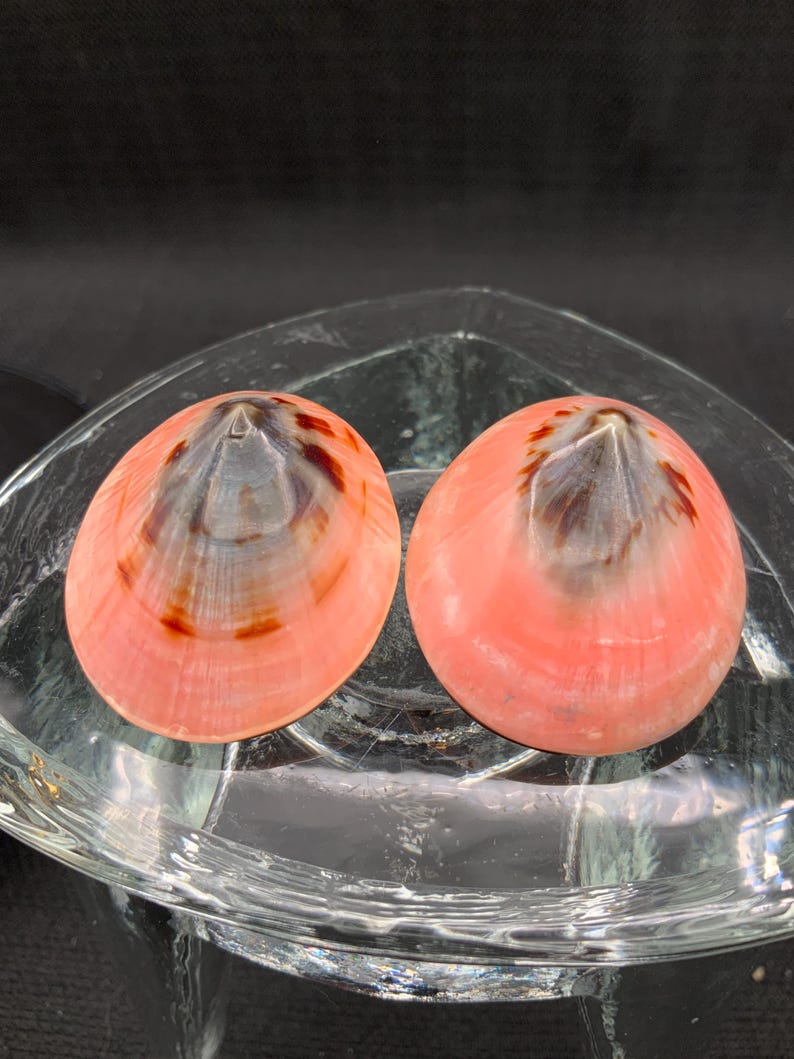 Vintage Pink Shell Earrings, Boho Accessories, Coastal Fashion image 6