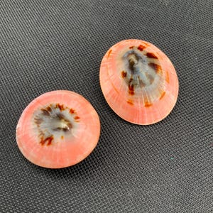 May include: Two oval-shaped seashells with a pink and white color scheme. The shells have a central pattern of brown and gray hues. The shells are set against a dark background.