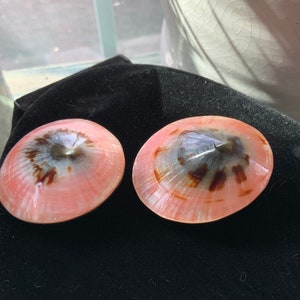May include: Two pink and brown seashells with a pearlescent sheen. The shells have a spiral pattern and are set against a black background. The shells are oval-shaped and appear to be natural, with a glossy finish.