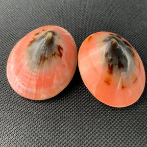 Vintage Pink Shell Earrings, Boho Accessories, Coastal Fashion image 14