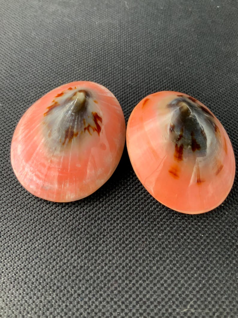 Vintage Pink Shell Earrings, Boho Accessories, Coastal Fashion image 14