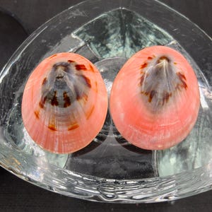 May include: Two pink and brown seashells rest in a clear, triangular glass bowl. The shells have a radial pattern with a dark brown center and a pink outer edge. The bowl sits on a dark surface.