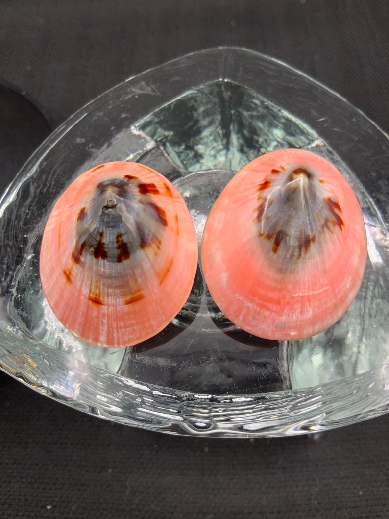 May include: Two pink and brown seashells rest in a clear, triangular glass bowl. The shells have a radial pattern with a dark brown center and a pink outer edge. The bowl sits on a dark surface.