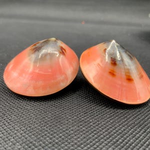 May include: Two polished seashells with a vibrant coral-pink hue, accented by brown and white patterns. The shells have a smooth, glossy texture and are displayed against a dark background. These decorative shells are ideal for coastal decor.