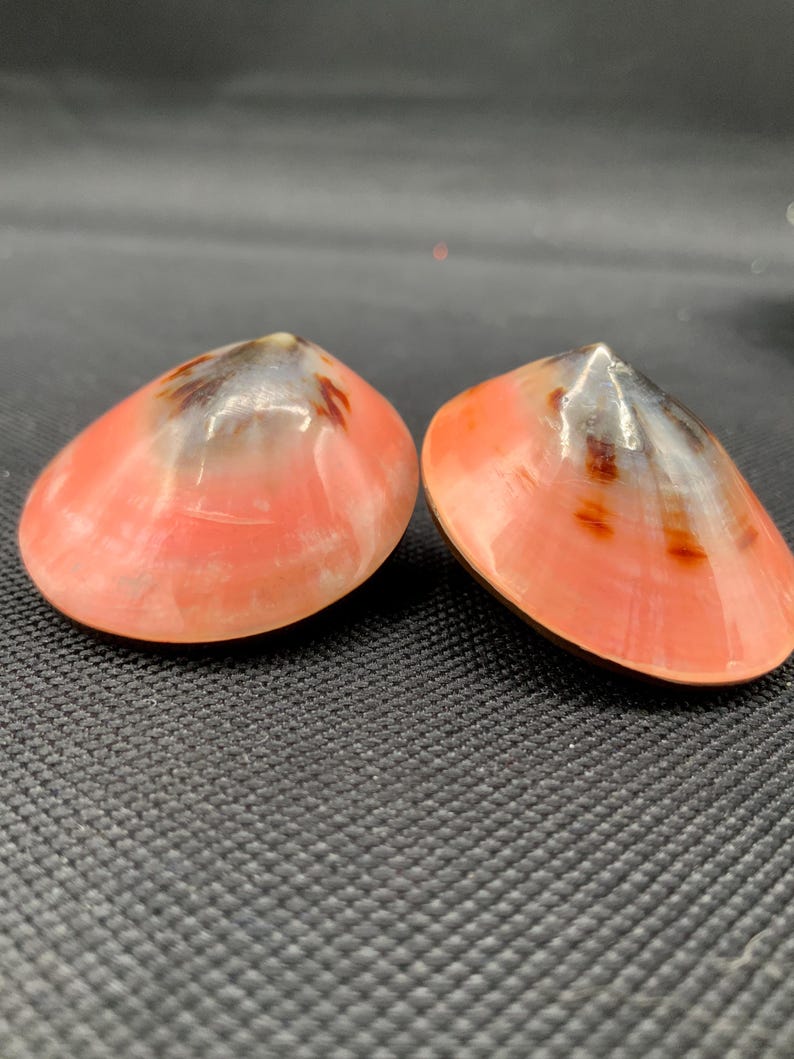 May include: Two polished seashells with a vibrant coral-pink hue, accented by brown and white patterns. The shells have a smooth, glossy texture and are displayed against a dark background. These decorative shells are ideal for coastal decor.