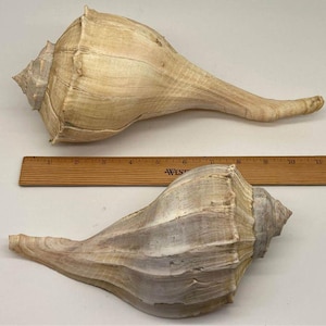 May include: Two large seashells, one is light brown and the other is a lighter shade of brown with a purple hue. The shells are both long and narrow with a pointed end. A wooden ruler is placed between the shells for scale.