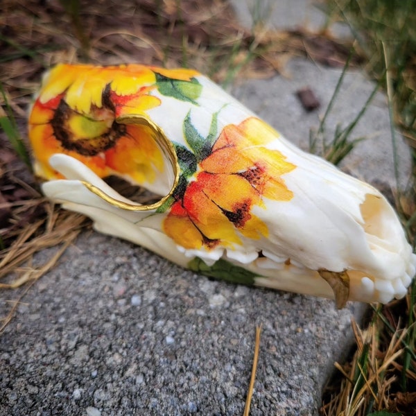 Sunflower Fox Skull - Real Fox Skull - Taxidermy