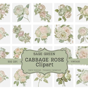 Sage Green Cabbage Rose Clipart, Floral Clipart, Pink Flowers, Digital Download, Commercial use