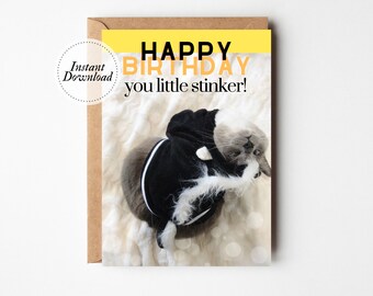 Printable Birthday Card, Happy birthday you little stinker, Printable cat card, Funny cat card, Cat lover card, Joke birthday card