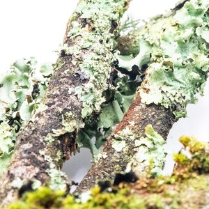 May include: Close-up of tree branches with light green lichen and moss. The branches have rough, textured bark in shades of brown and grey. The lichen adds a soft, organic texture to the branches, creating a natural aesthetic.