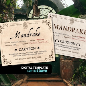Könnte beinhalten: Zwei Kräuterkarten im Vintage-Stil mit dem Wort "Mandrake". Eine Karte warnt vor tödlichen Schreien, die andere vor intensivem Schreien. Die Karten sind als digitale Vorlagen gekennzeichnet, die in Canva bearbeitet werden können.
