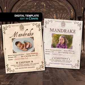 Puede incluir: Dos tarjetas de herbario "Mandrake" de estilo vintage. Una presenta a un bebé, la otra a una niña. Ambas tarjetas tienen el texto "CAUTION" y advertencias sobre el manejo. Las tarjetas están etiquetadas como "Digital Template Edit in Canva".