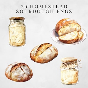 May include: A set of 36 watercolor illustrations of sourdough bread and starter in jars. The illustrations are in a rustic style and feature various shapes and sizes of bread.