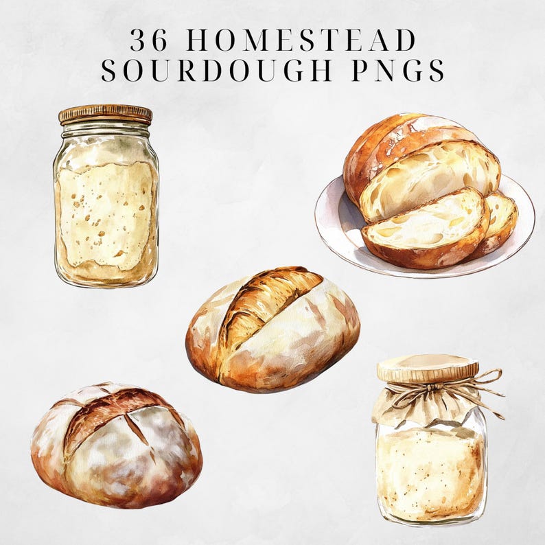 May include: A set of 36 watercolor illustrations of sourdough bread and starter in jars. The illustrations are in a rustic style and feature various shapes and sizes of bread.