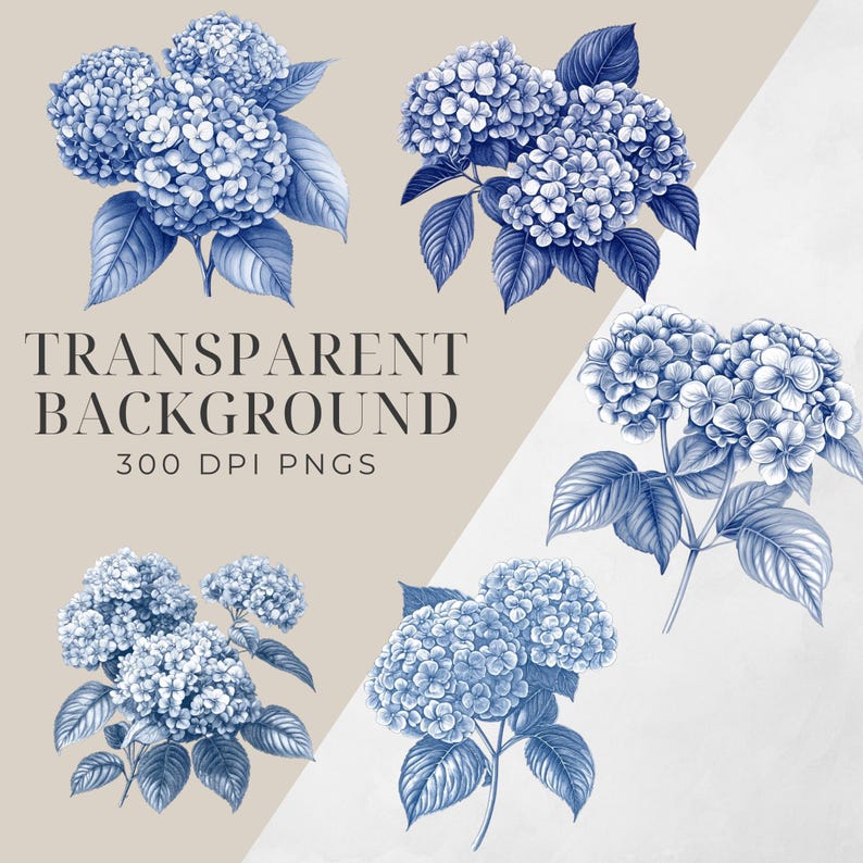 May include: Five illustrations of blue hydrangea flowers with green leaves on a white background.  The text "TRANSPARENT BACKGROUND 300 DPI PNGS" is at the top of the image.