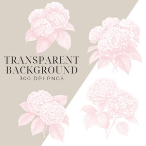 May include: Four pink hydrangea flower illustrations with a white background. The flowers are drawn in a vintage style with delicate details.