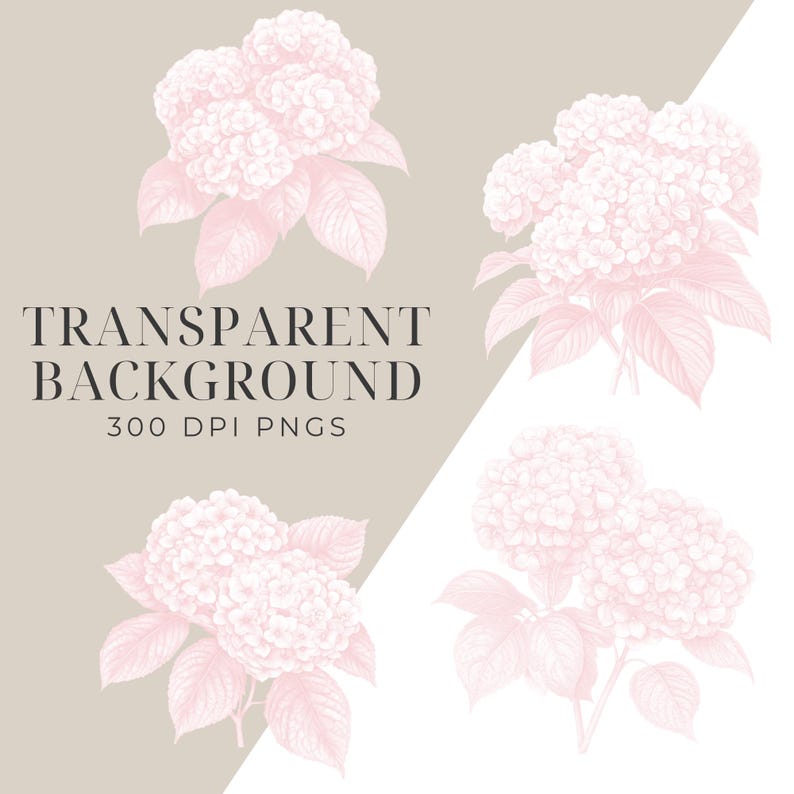 May include: Four pink hydrangea flower illustrations with a white background. The flowers are drawn in a vintage style with delicate details.
