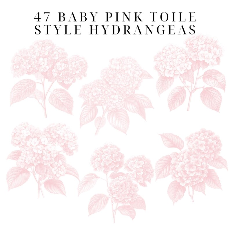May include: 47 Baby Pink Toile Style Hydrangeas. A digital illustration of seven pink hydrangeas with leaves, in a toile style.