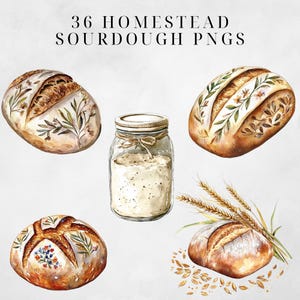 May include: A collection of 36 watercolor illustrations of sourdough bread, flour, and wheat. The bread is decorated with floral designs and the flour is in a glass jar with a brown twine bow. The wheat is in a bunch with loose grains scattered around.