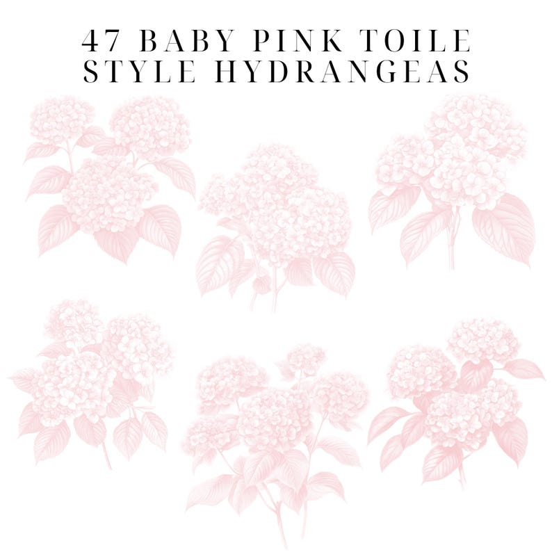 May include: A set of six illustrations of baby pink hydrangeas in a toile style. The text "47 BABY PINK TOILE STYLE HYDRANGEAS" is at the top of the image.
