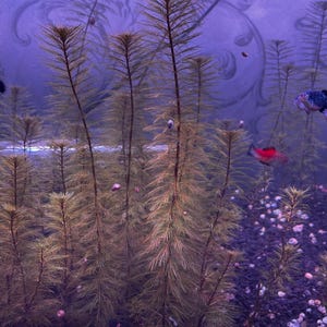 BUY 2 GET 1 FREE Red Cabomba Furcata | Live Aquarium Plant | Rare Freshwater Stem Plant | Fast Growing High Light Aquascape Background Plant