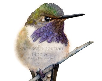 Hummingbird Art Print | For Bird Nerds | Hummingbird Art | Nature Art | Hummingbirds Gift | Bird Art | Bird Lover Gift | Birdwatcher Gift