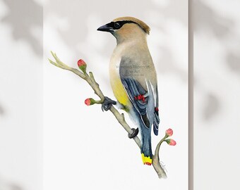 Cedar Waxwing Gift for Mom | Waxwing Gift | Mom Bird Nerd | Cedar Waxwing Art | Mother's Day Bird Print | Mom Bird Lover Gift | Birders Gift