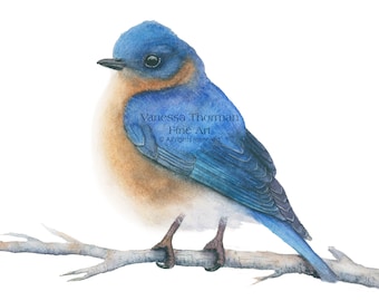Bluebird Art Print | For Bird Nerds | Nature Art | Bird Art Print | Wall Art | Bluebird Painting | Bird Art | Bird Lover | Birdwatcher Gift