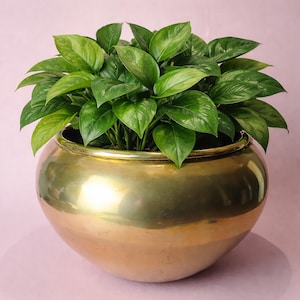 Könnte beinhalten: Eine üppige grüne Pflanze mit herzförmigen Blättern füllt einen großen, runden, polierten Messingtopf. Der Topf hat eine breite, schalenförmige Form und eine helle, reflektierende Oberfläche. Die Pflanze und der Topf stehen vor einem zartrosa Hintergrund.