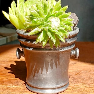 Könnte beinhalten: Ein kleiner, dunkelgrauer Pflanztopf mit strukturierter Oberfläche, der eine leuchtend grüne Sukkulente enthält. Der Pflanztopf hat eine einzigartige Form mit zwei kleinen Griffen an den Seiten. Die Sukkulente ist leuchtend grün mit ein paar kleinen Steinen.