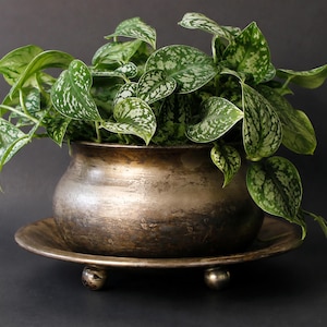 Puede incluir: Una maceta metálica de tono bronce con cuerpo redondeado y base ancha y plana que descansa sobre tres pequeños pies esféricos. Una frondosa planta Scindapsus pictus con hojas en forma de corazón, verdes y plateadas, sobresale del borde.
