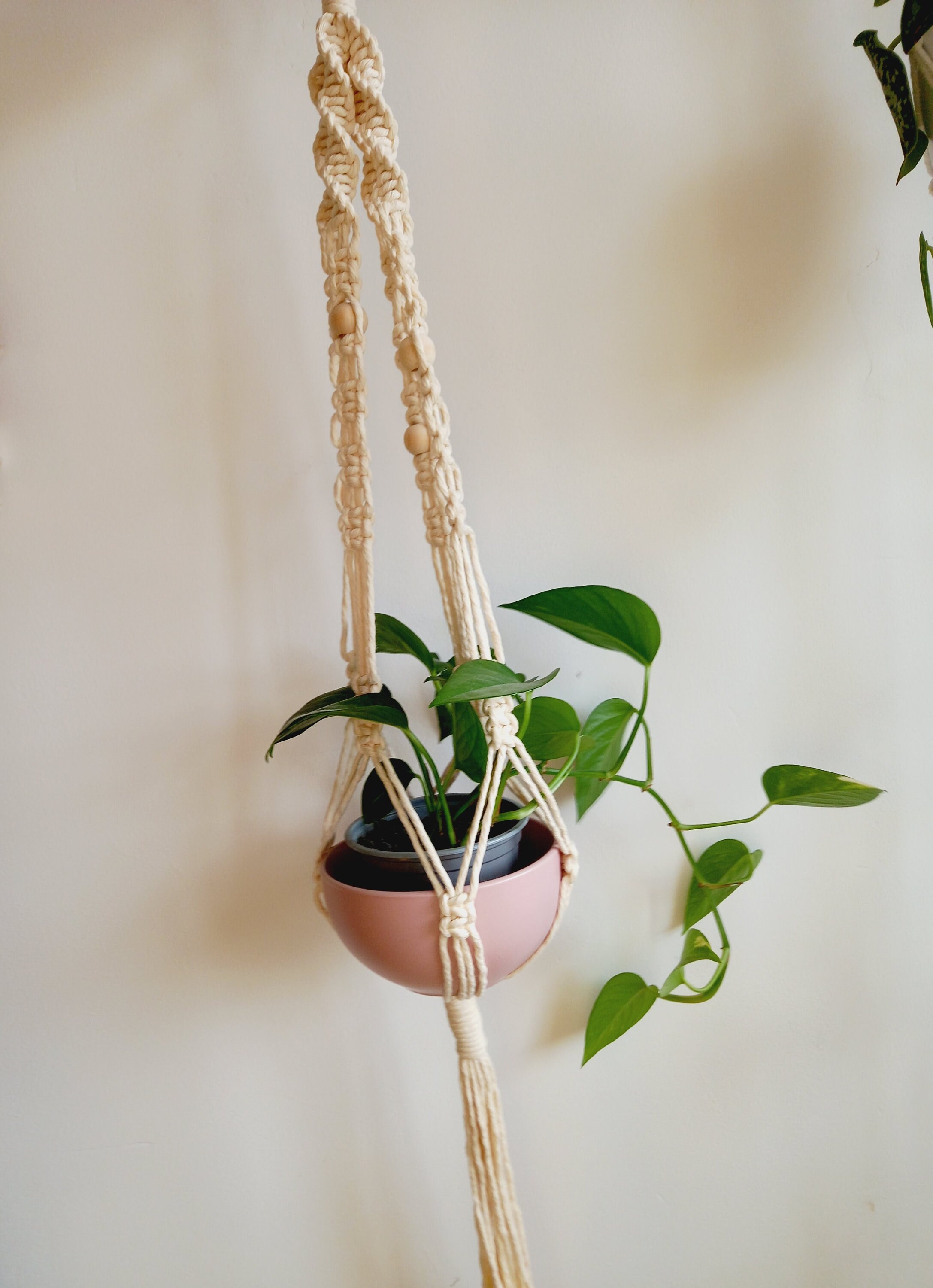 15+ Ceiling Plant Hooks