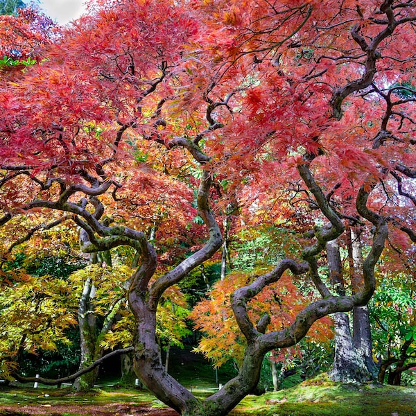 Vibrant Japanese Maple in Full Autumn Foliage - Fine Art Photograph (Print, Canvas, Acrylic, or Metal)