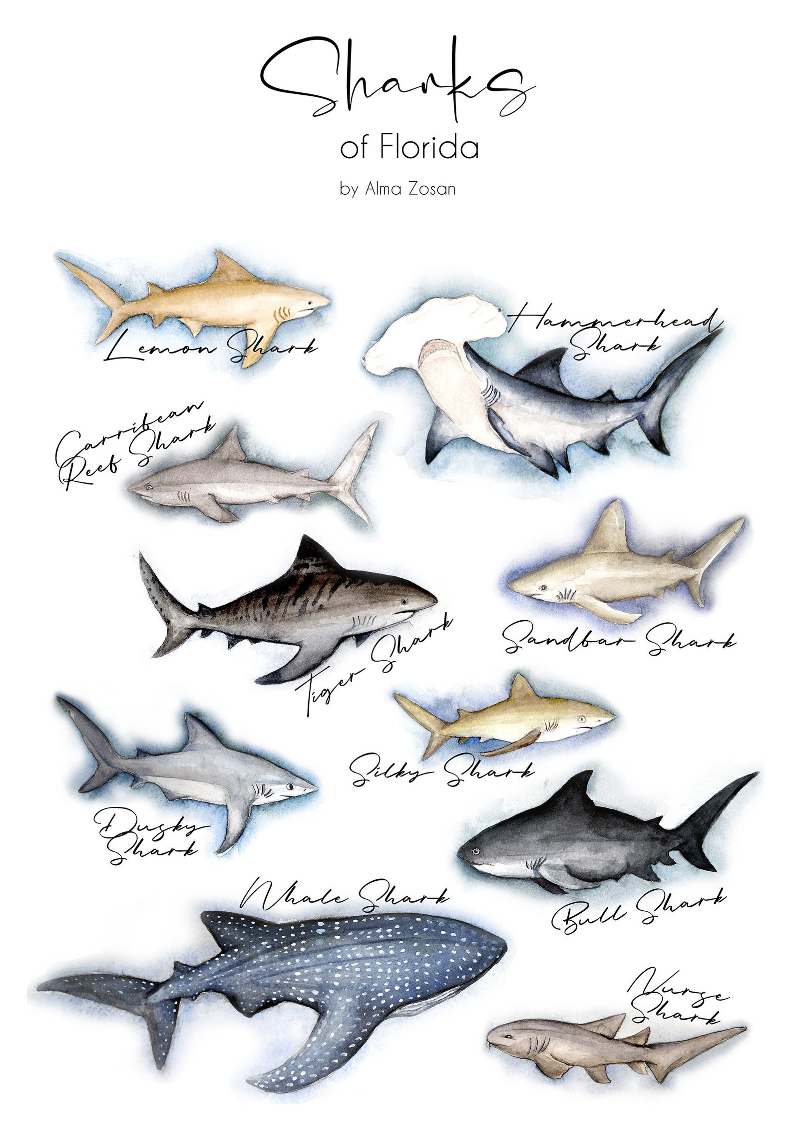 Sharks of Florida Chart - Etsy
