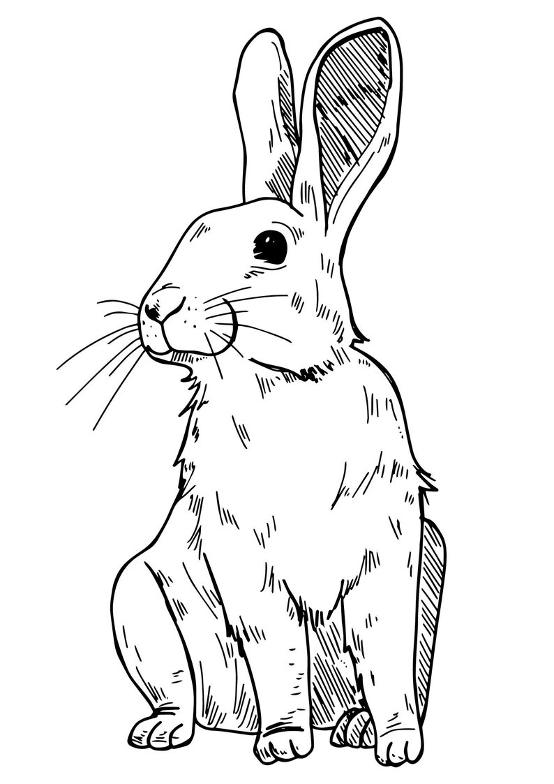 Domestic Animals Printable Coloring Sheet Coloring Pages Kids