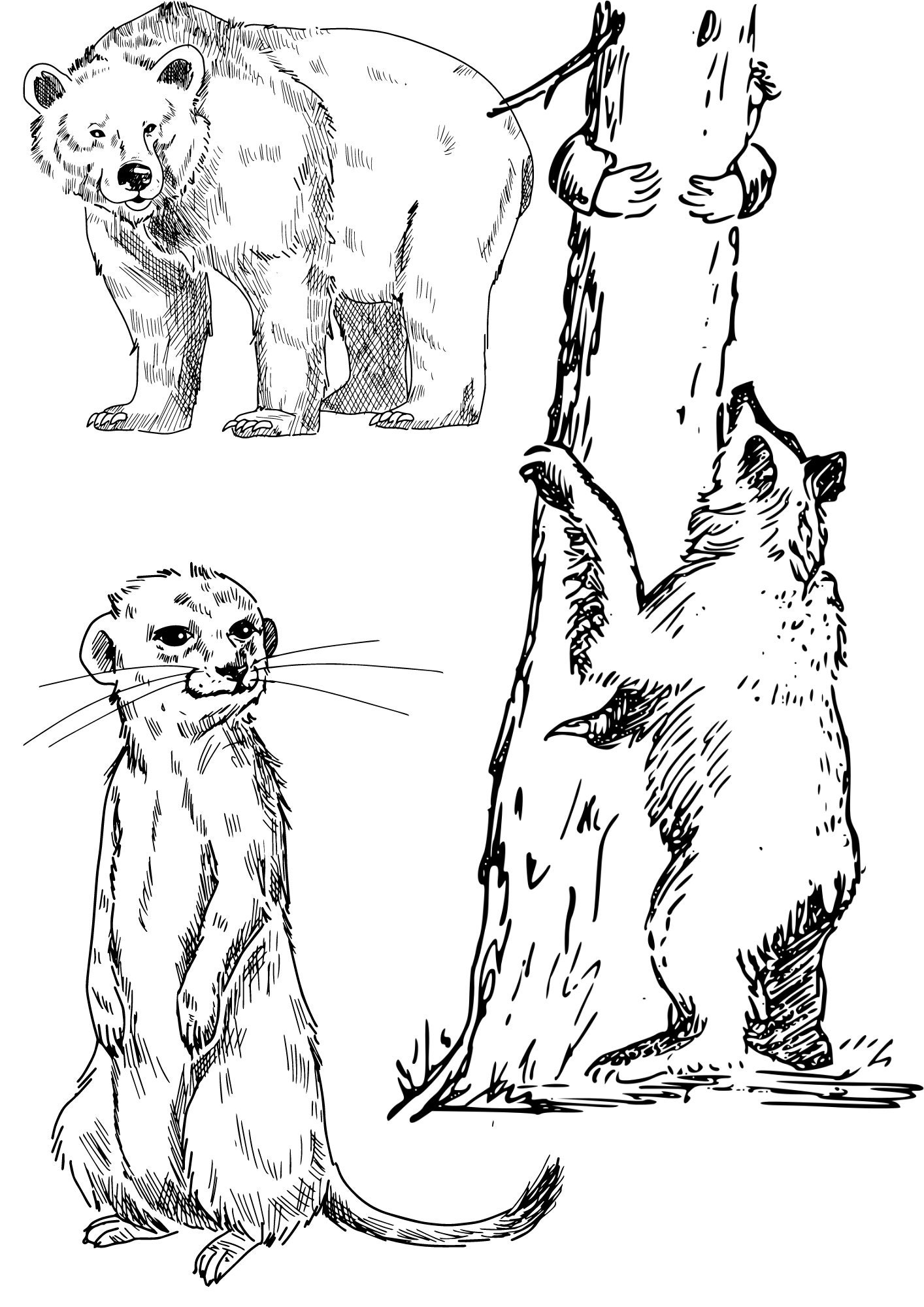 Wild Animals Printable Coloring Sheet Coloring Pages Kids Coloring