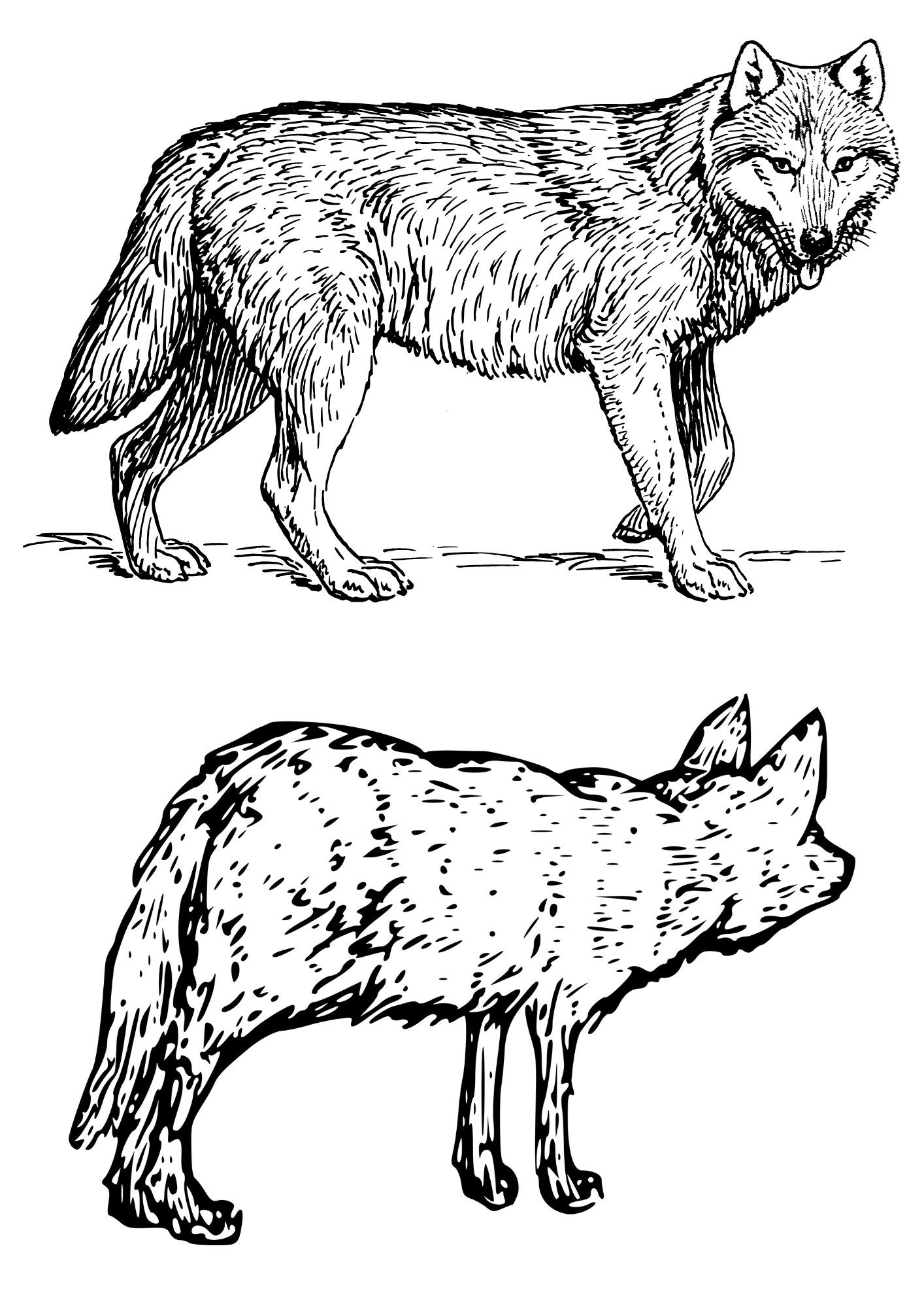 Wild Animals Printable Coloring Sheet Coloring Pages Kids Coloring